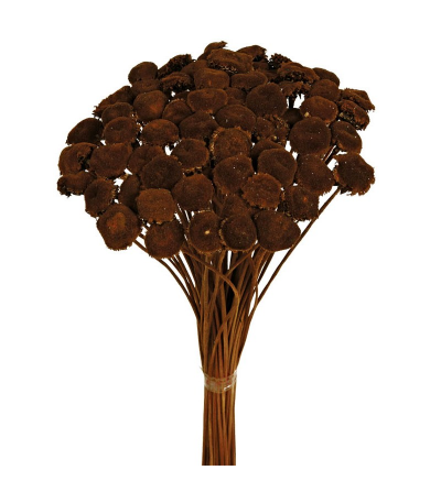 PALI PALA MARRON