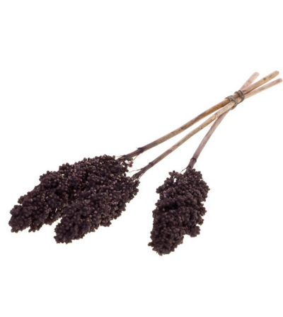 SORGHUM MARRON