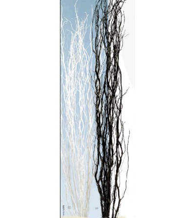 SALIX BLANCO