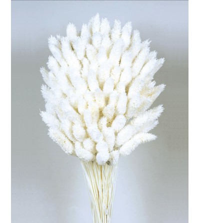 PHALARIS BLANCO