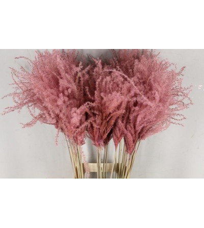 MISCANTUS ROSA CLARO